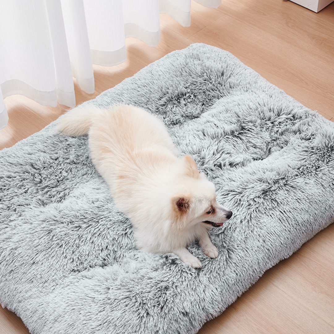 A grey dog beds with a white dog